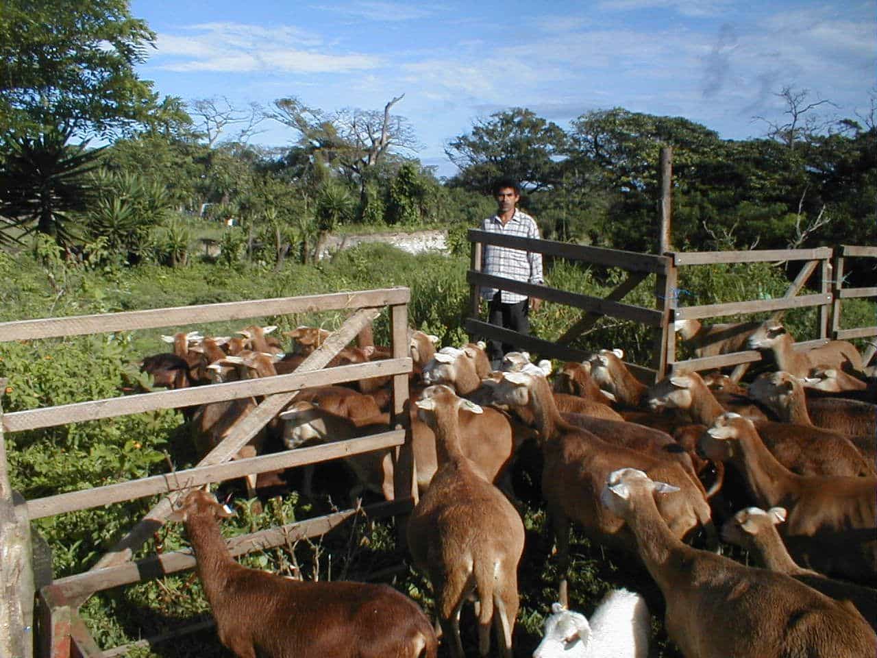 braune Schafe in Nicaragua gehen durch geöffneten Zaun