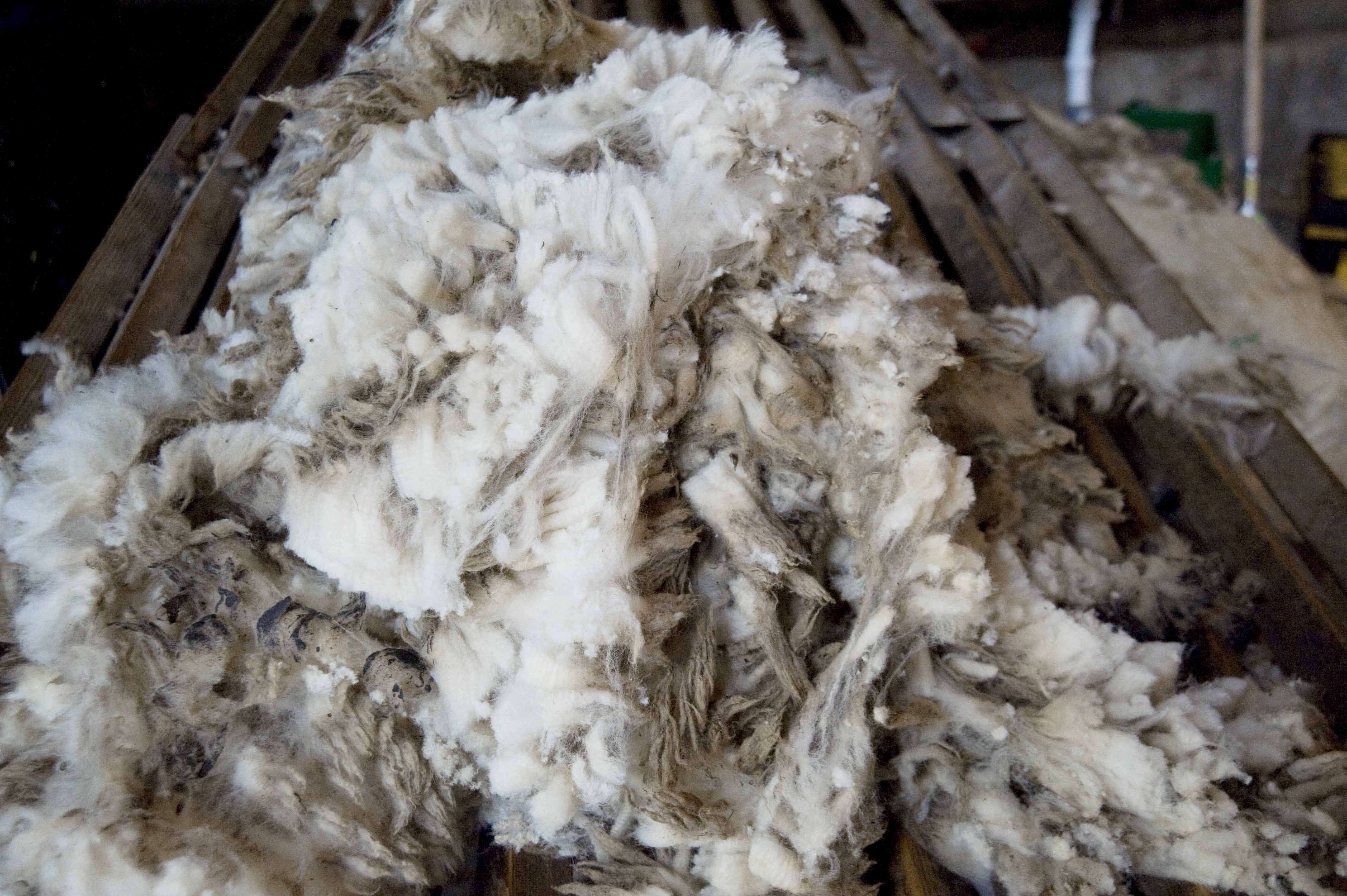 finkhof-schafscheren-68 geschorene Wolle vom Finkhof