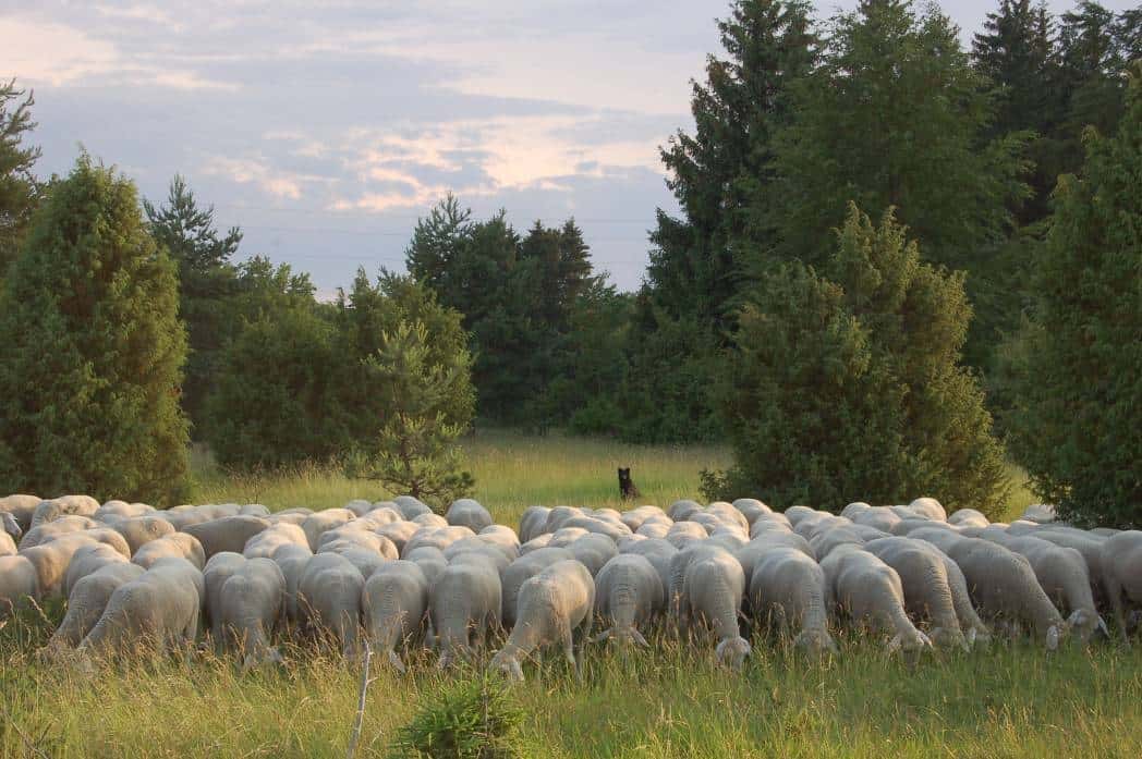 Merinolandschafe mit Hütehund auf der Weide