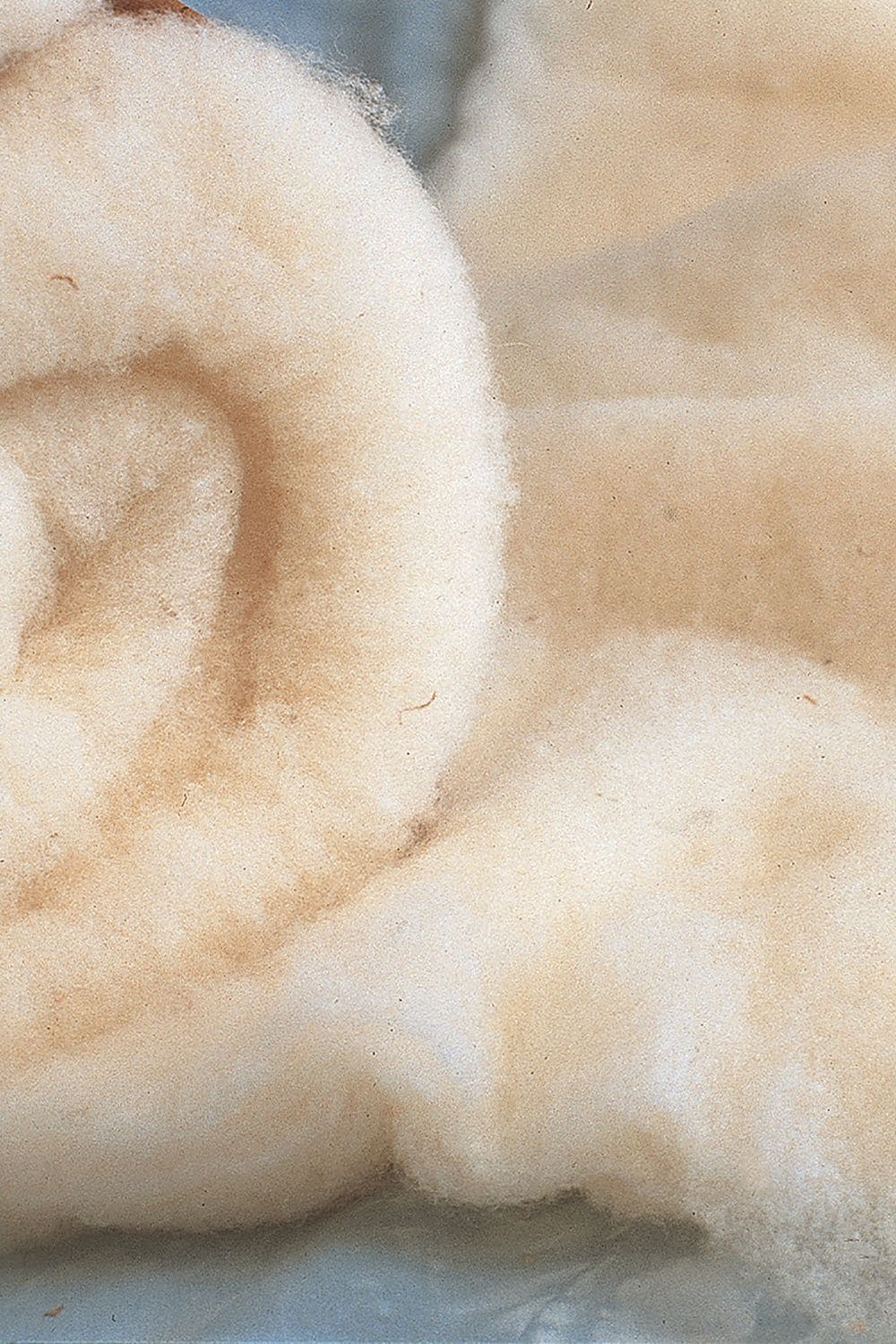 Wollvlies naturfarben Nahaufnahme von weißem Wollvlies vom Finkhof aus bio Wolle (kbT)