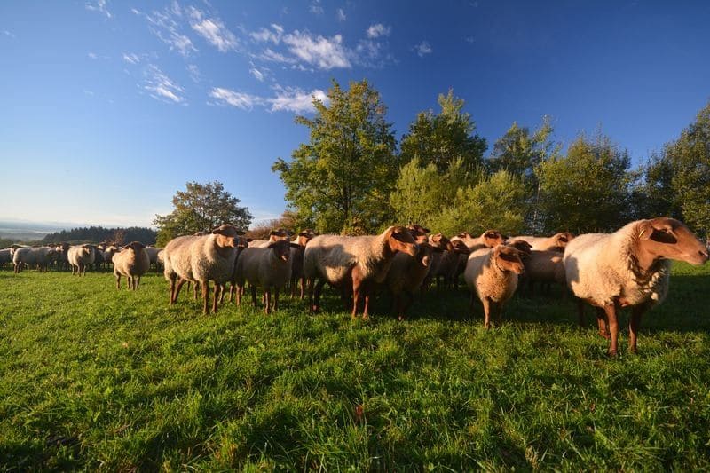 Schafherde_1 Finkhof Schafherde, die auf einer Wiese steht mit Wald im Hintergrund
