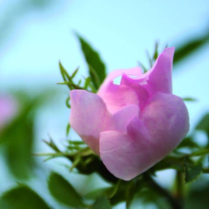 Nahaufnahme einer lila Rosenblüte
