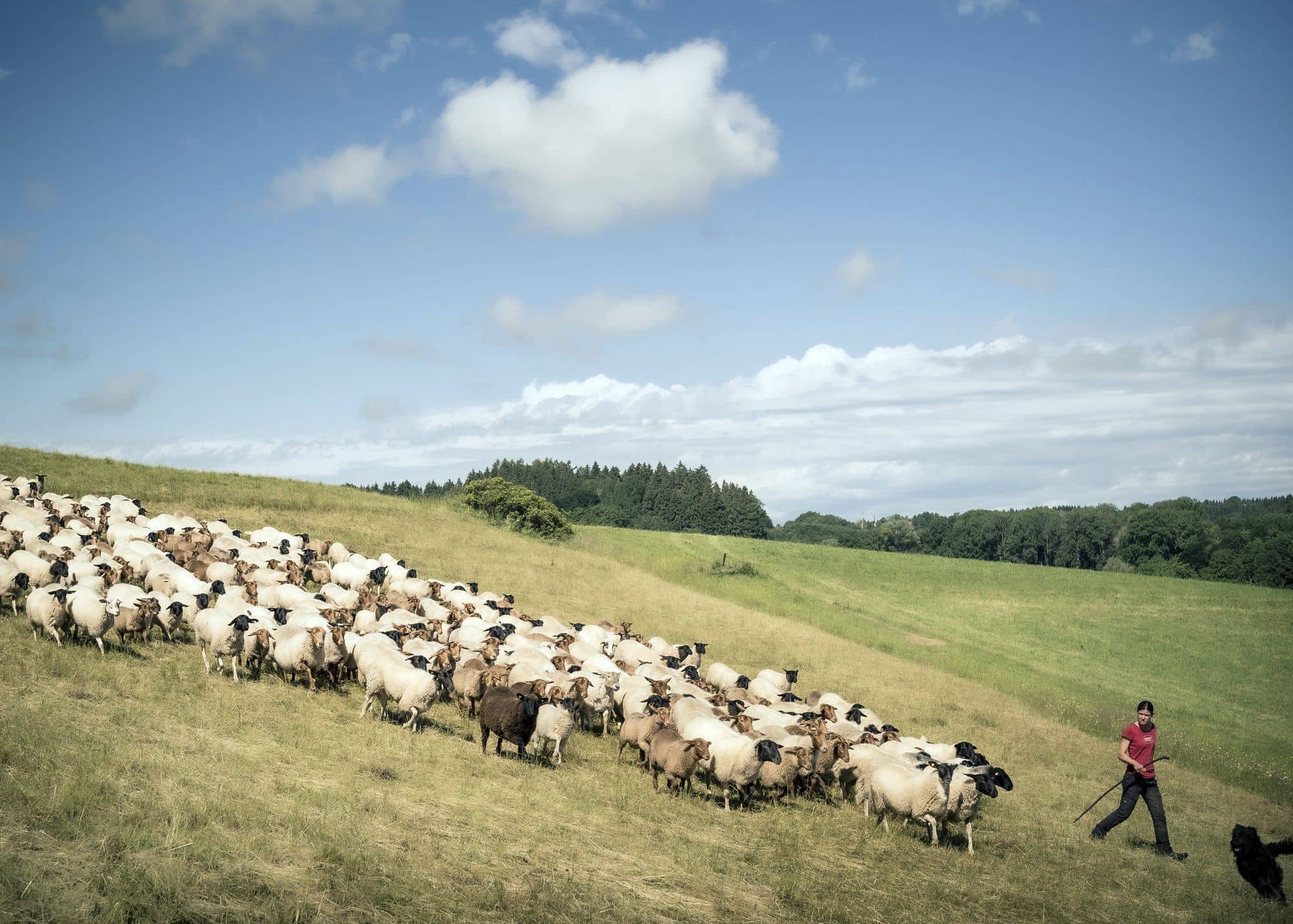 Schäferin Irina vom Falkenhof läuft mit Schafen über braun Weide
