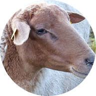 finkhof-karriere-testimonial Unser Schaf Herbert