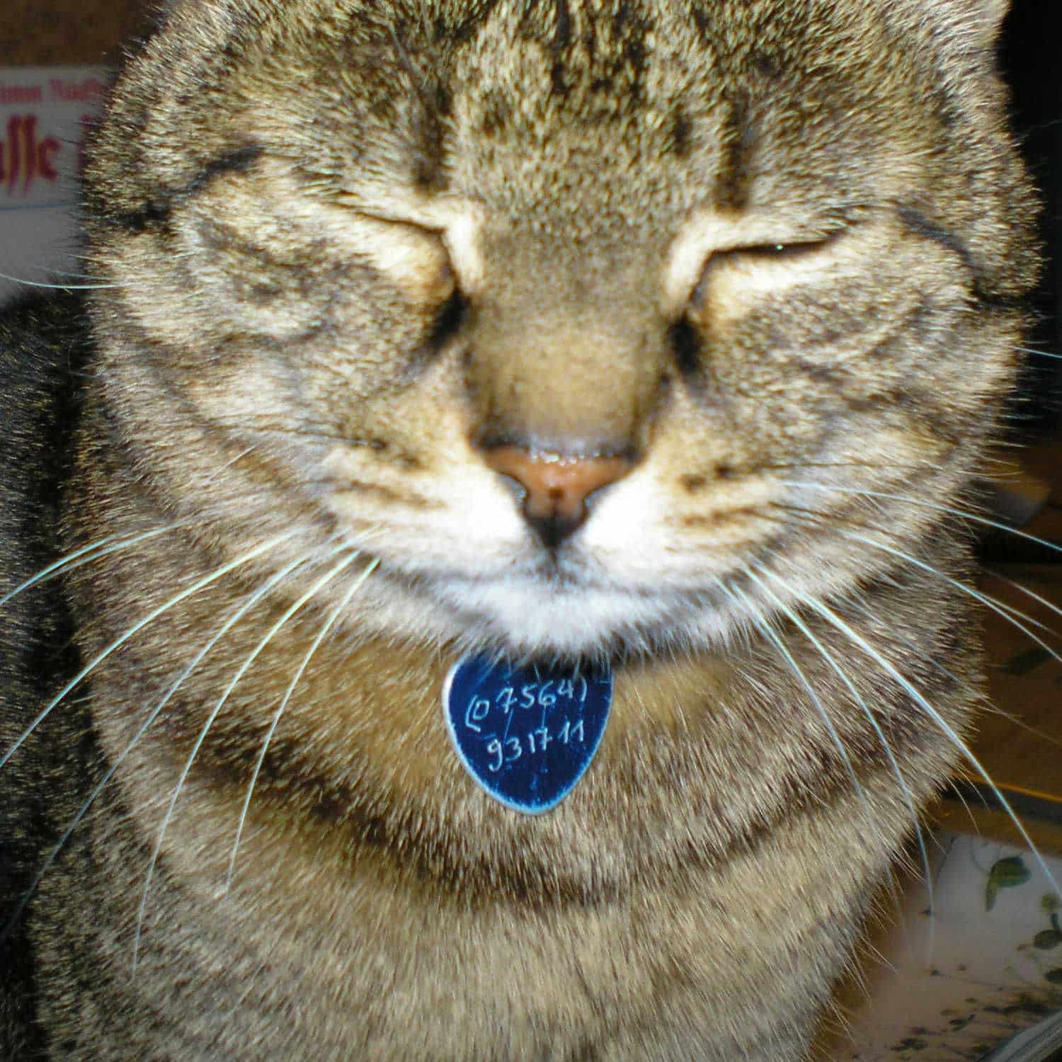 getiegerte Katze mit blauem Anhänger