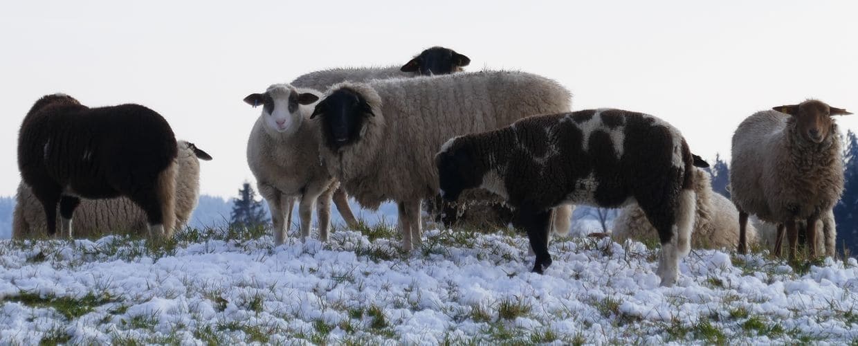 Finkhof Headerbild für unsere Wolle mit Schafen in verschiedenen Rassen