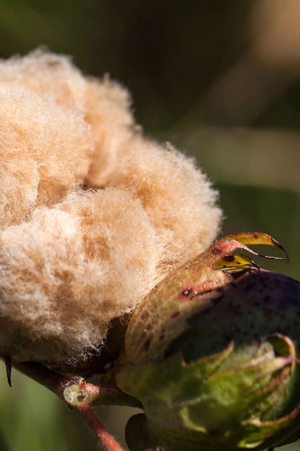 Nahaufnahme einer Baumwollblüte