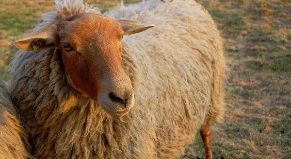 fuchsschaf-wolle5cee3ea4153e0 Coburger Fuchsschaf vom Finkhof