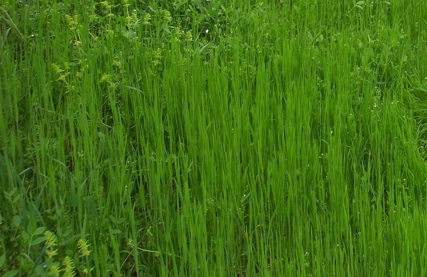 wiese Finkhof Wiese mit hohen Gräsern