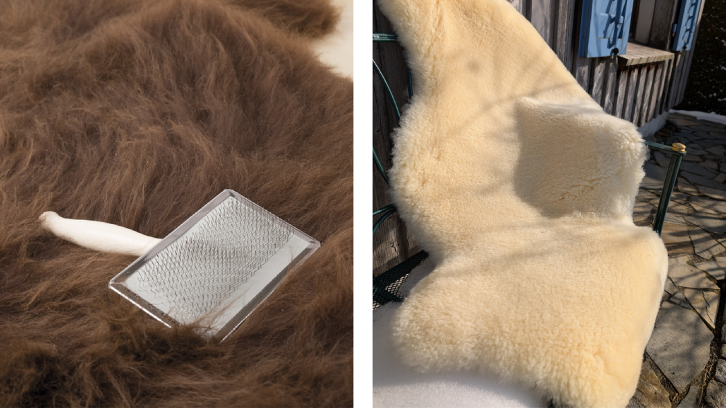 Finkhof rotbraune Coburger Füchse alte Schafrasse auf der Weide im Nebel