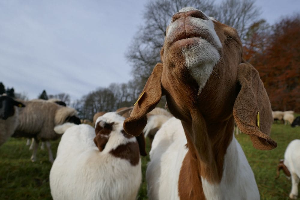 braun weiße Ziege in Schafherde direkt vor der Kamera