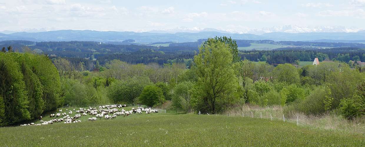 Finkhof Header mit Panoramabild von Schafherde auf einer Wiese und Berge im Hintergrund