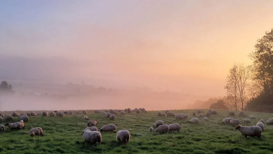 Finkhof rotbraune Coburger Füchse alte Schafrasse auf der Weide im Nebel