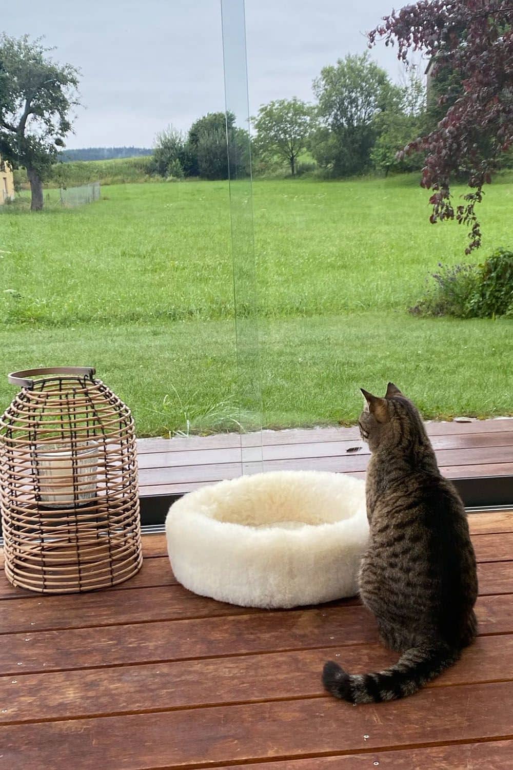 Haustier-Körbchen aus Schaffell großes Fenster vor dem weißes Haustierkörbchen aus pflanzlich gegerbtem Schaffell vom Finkhof und eine Katze stehen
