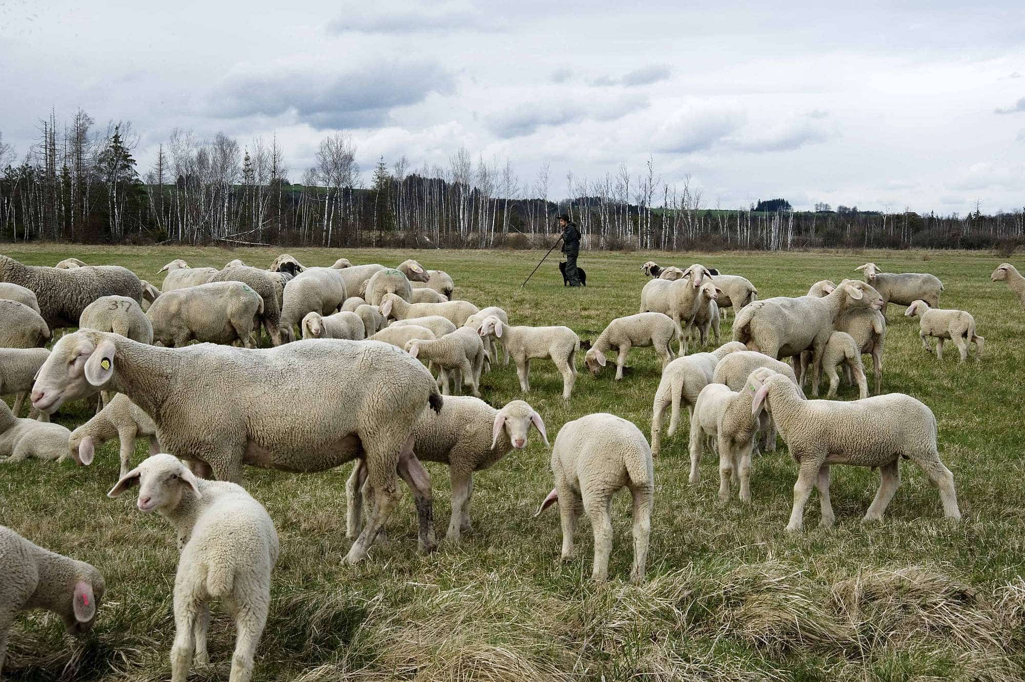 ueber-uns-unsere-wolle-finkhof-schafhueten-web-310 Finkhof über unsere Wolle, Schäfer mit Herde und Hund
