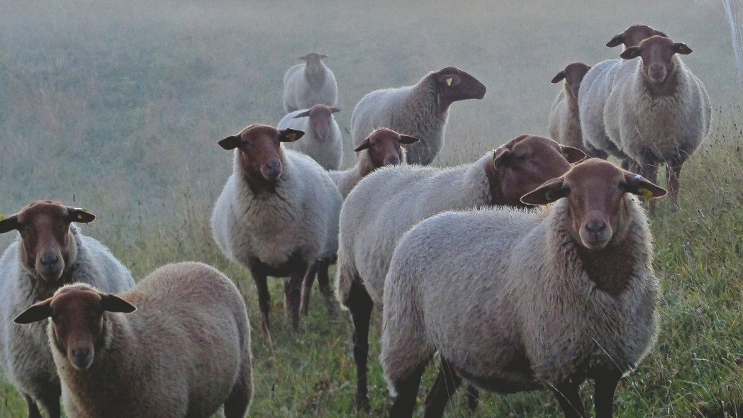 Finkhof rotbraune Coburger Füchse alte Schafrasse auf der Weide im Nebel