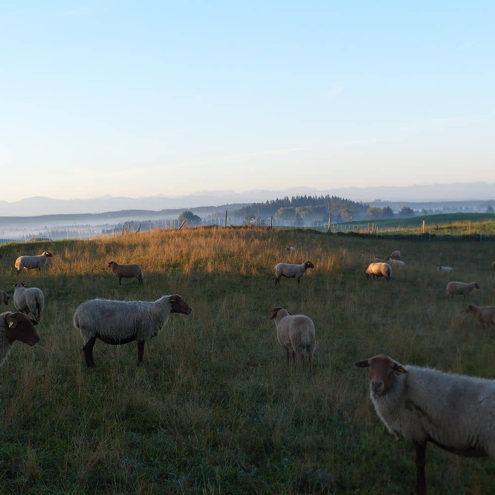 Schafherde beim Sonnenaufgang auf einer Wiese