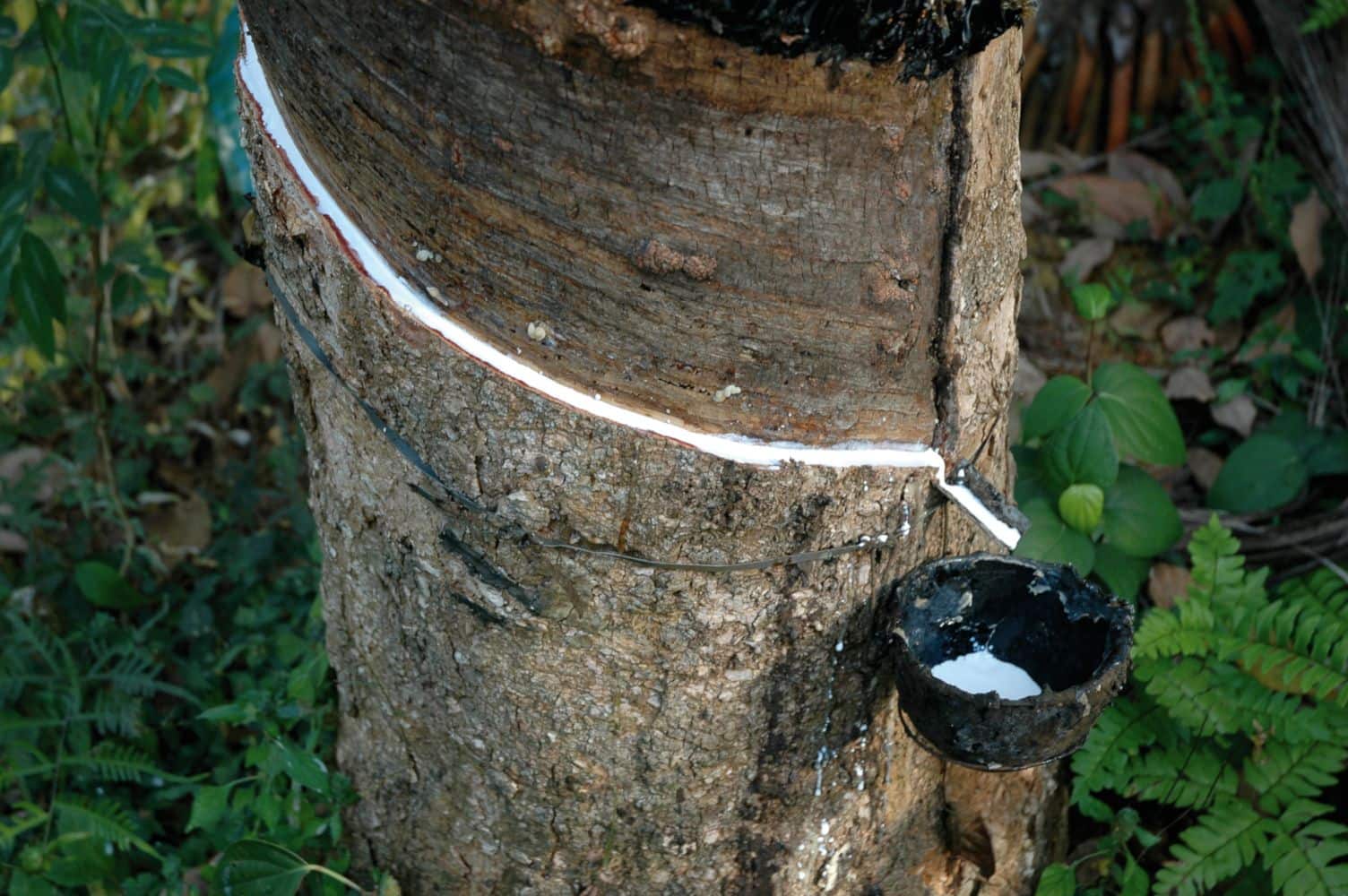 Kautschukgewinnung_Fair_Rubber weiße Kautschukmilch läuft aus Baum in ein Auffangschälchen, Nahaufnahme