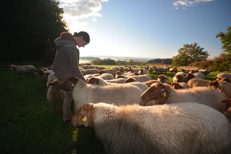 Schafherde_Irina5d82600a86c2c Finkhof Schäferin Irina, die in ihrer Schafherde steht und ihre Schafe streichelt