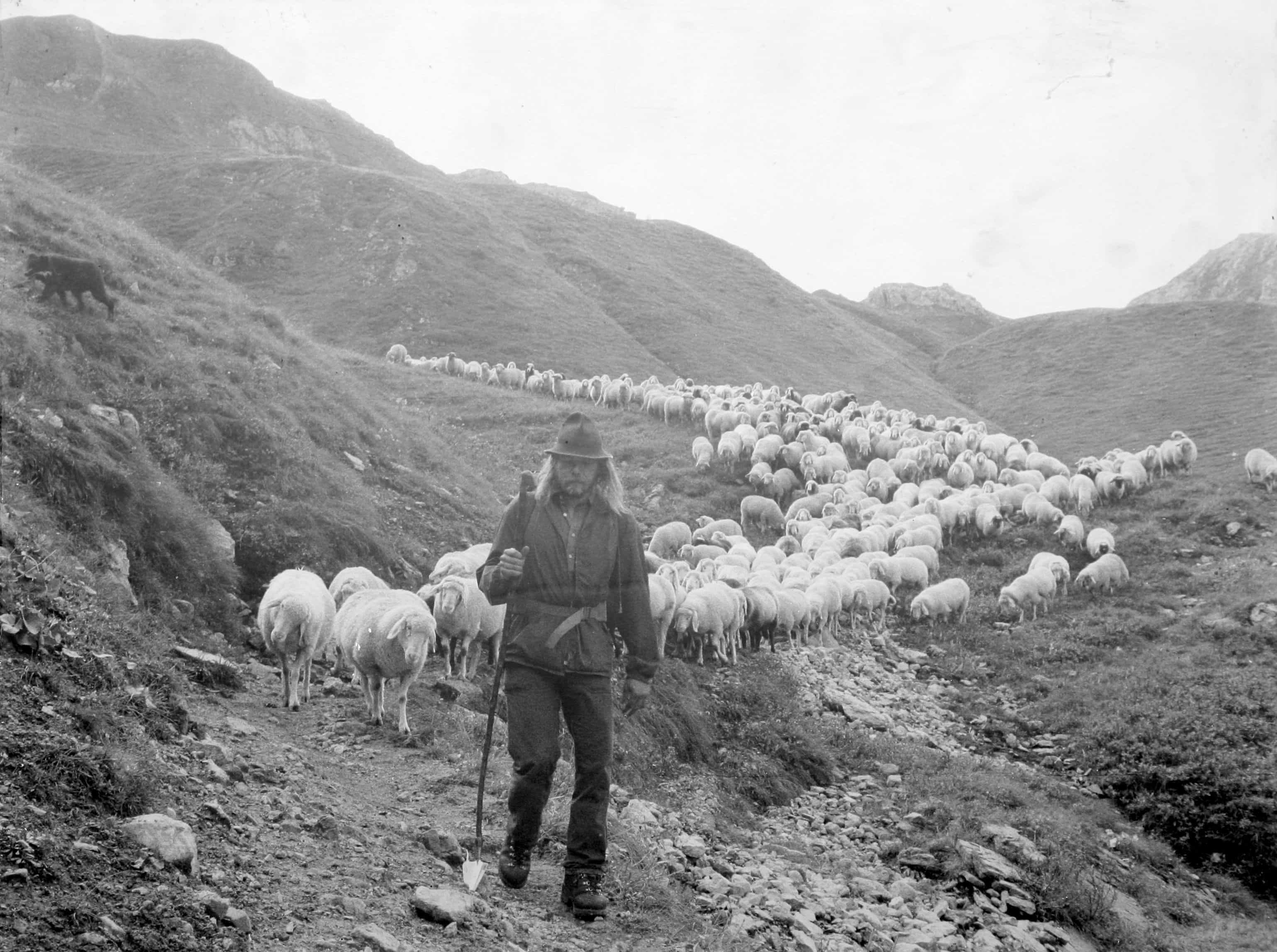 sshwarz weiß Bild von Schäfer mit Schafherde in den Bergen