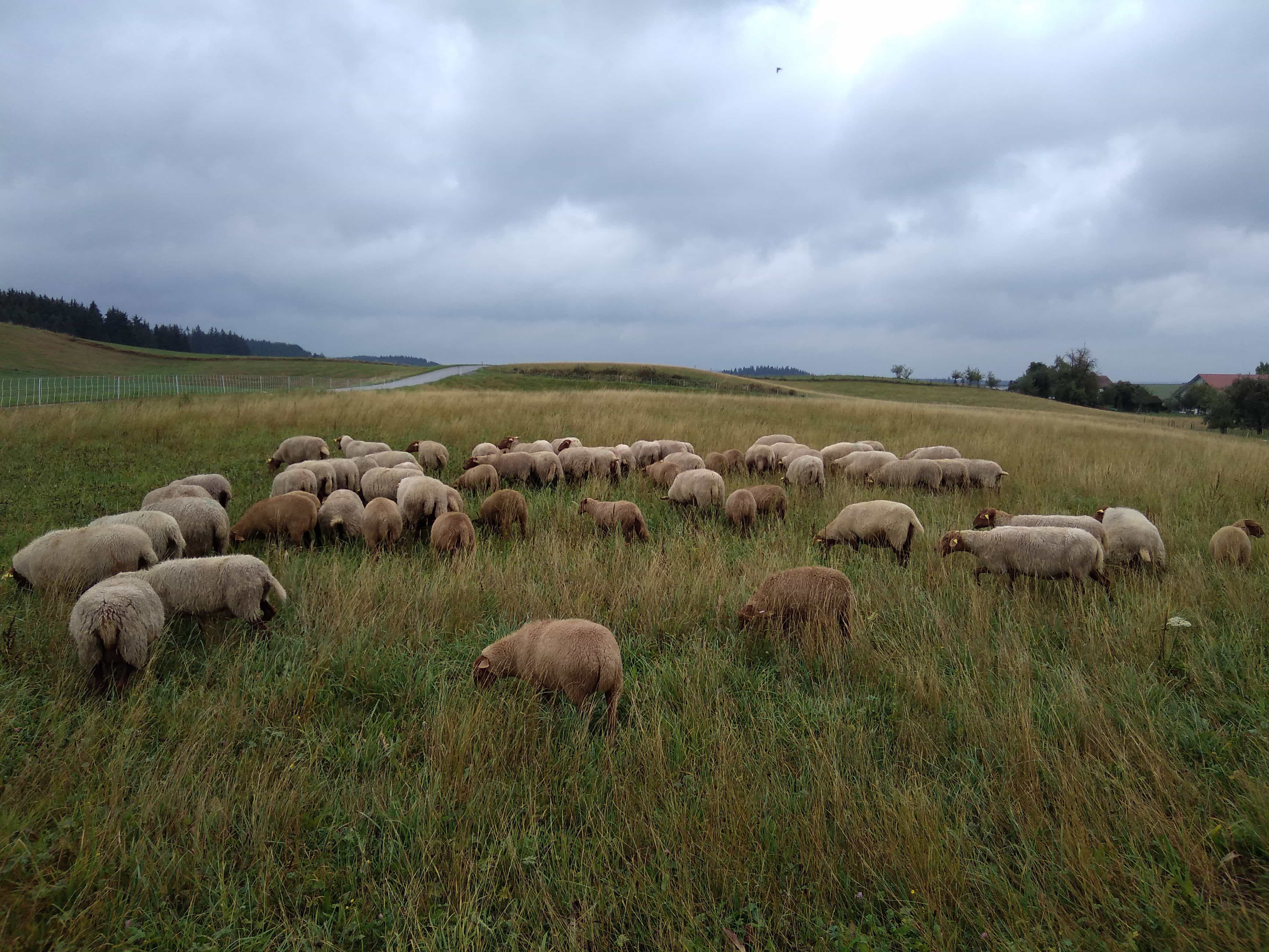 Finkhof Schafherde auf Weide mit braunen Gräsern und leichten Hügeln bei bewölktem Wetter