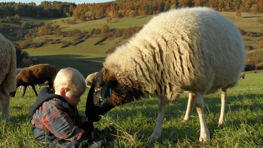 Kind sitzt mit Schaf auf einer Wiese