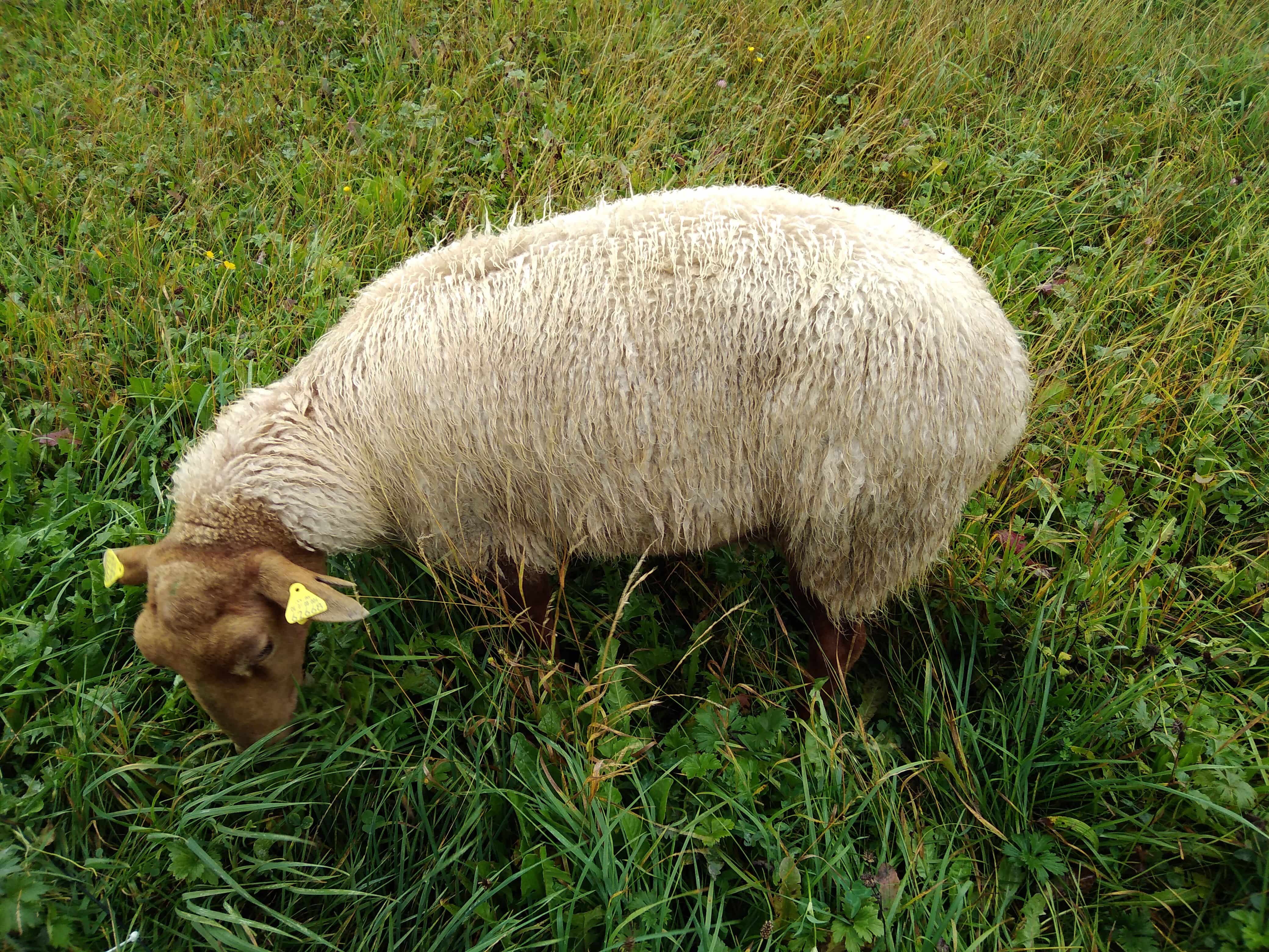 Finkhof Schaf von oben auf Weide