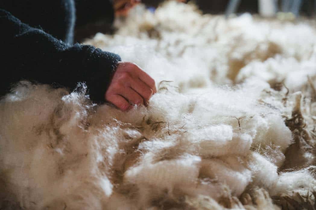 Finkhof Schafschur, Hände sortieren Wolle