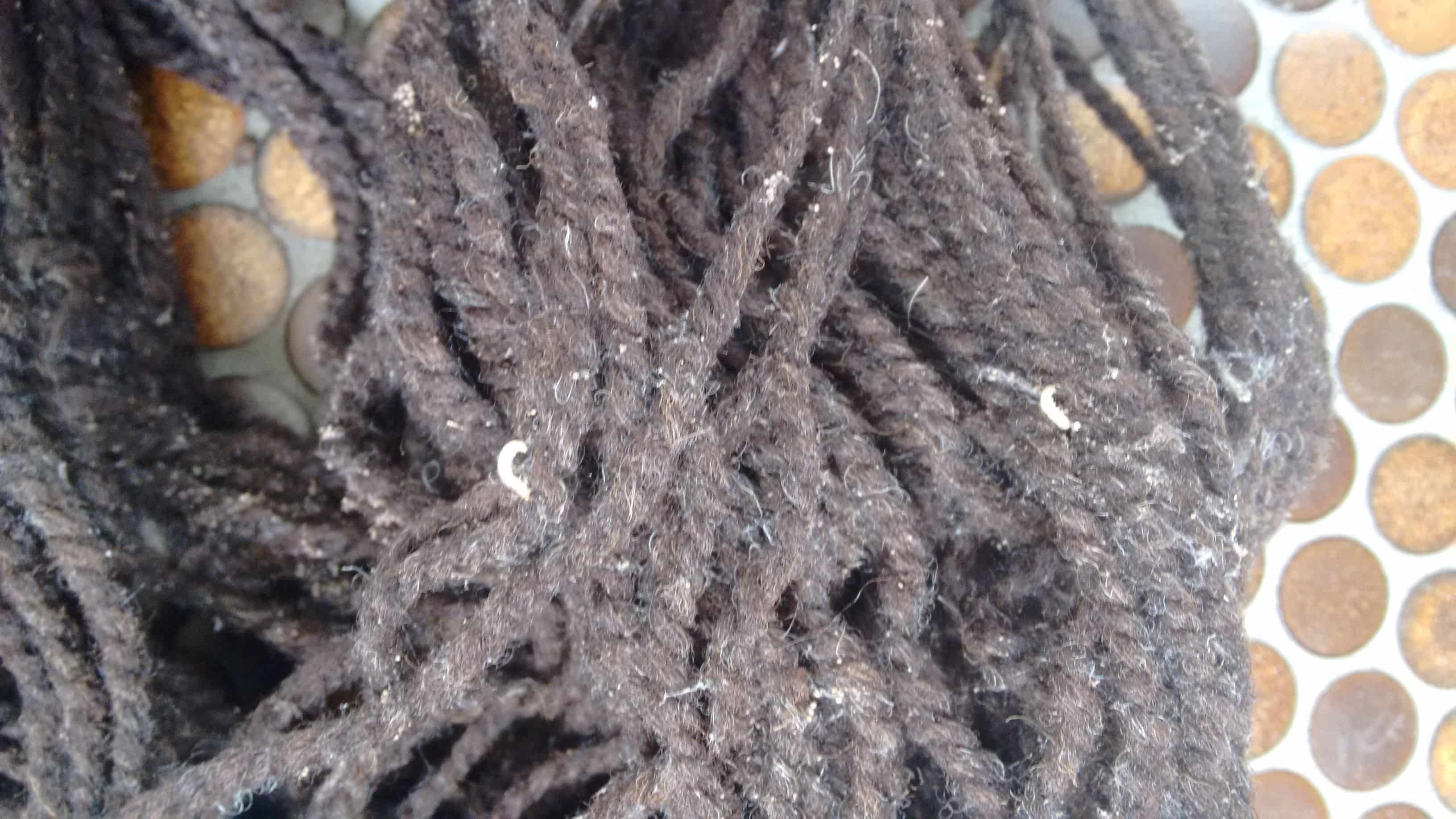 Mottenlarven_in_Finkhof_Wolle Nahaufnahme von Mottenlarven in schwarzen Wollfäden