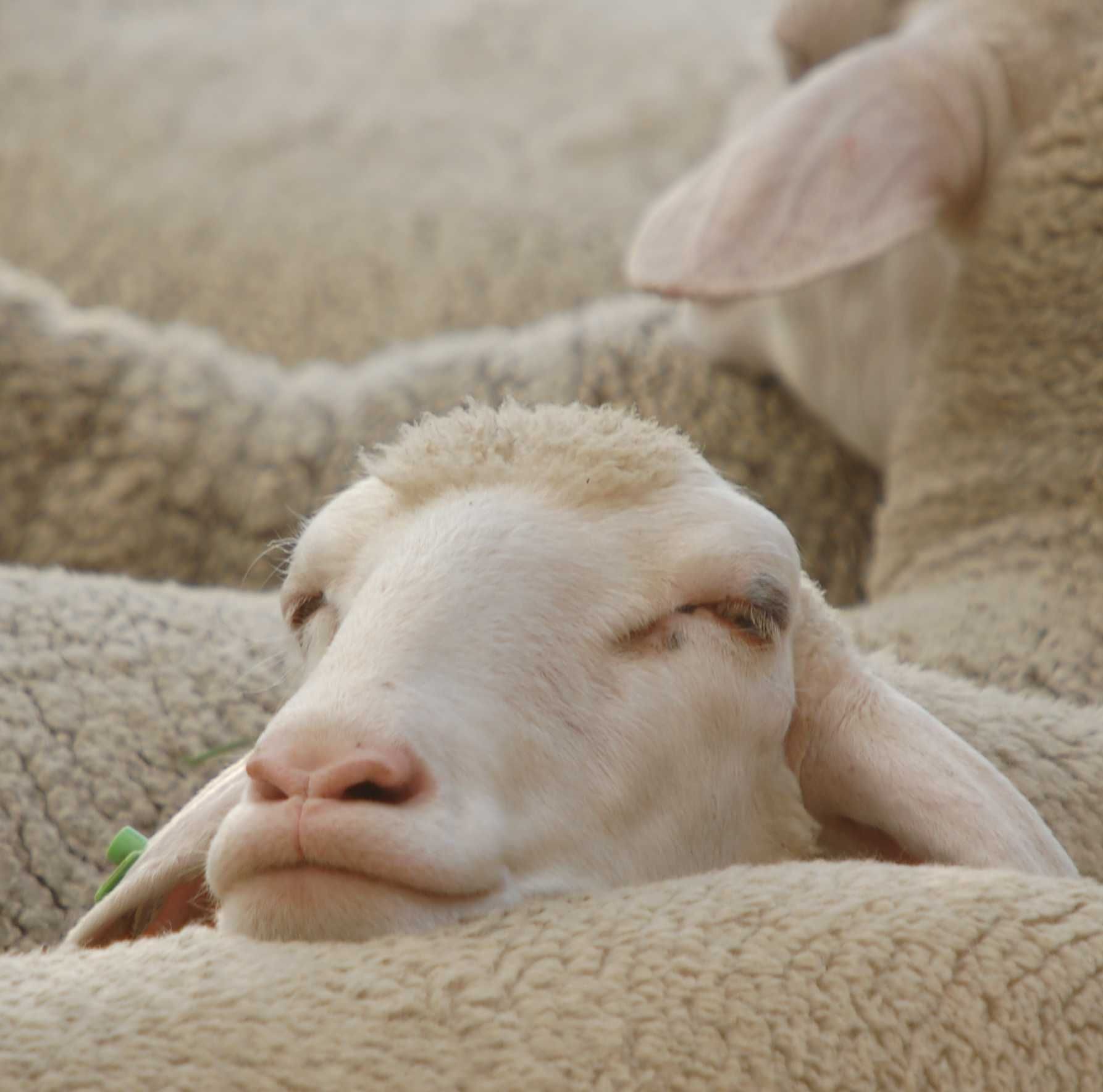 Merino_Mulesing-freiDSC_0384 Finkhof Schaf in Nahaufnahme