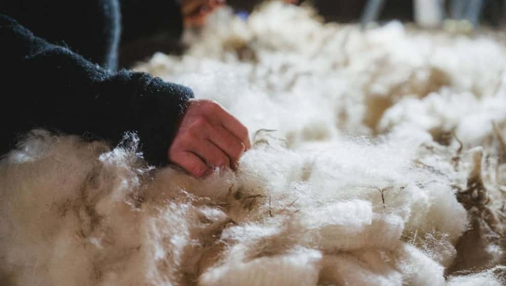 Wolle von der Schafschur wird auf dem Finkhof sortiert