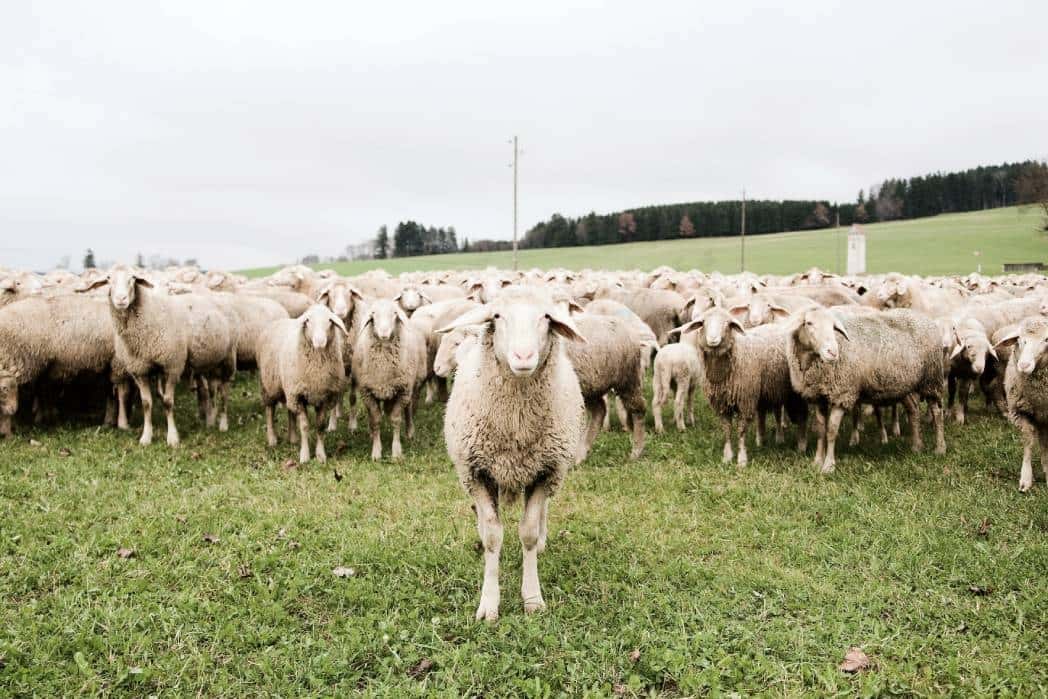 Merinolandschafe auf der Weide