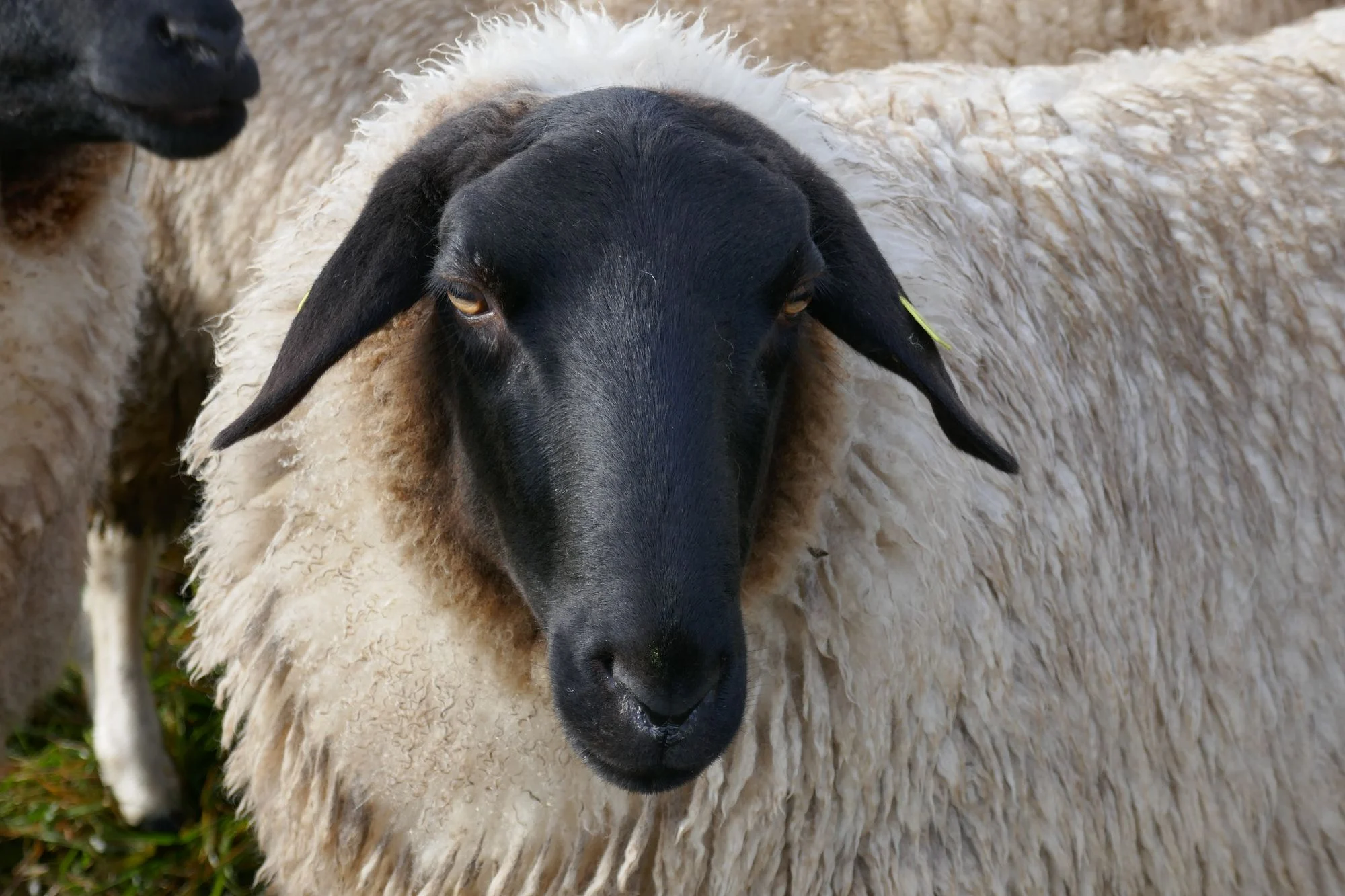 Rhoenschaf-Portrait-585 Portraitaufnahme von Rhoenschaf