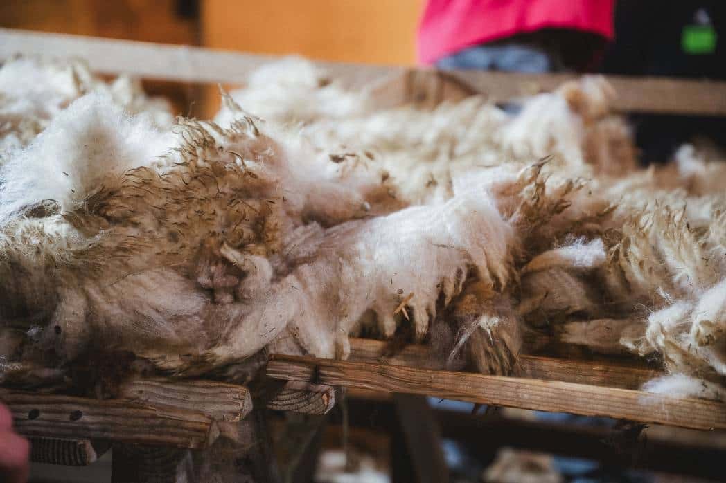 Finkhof Schafschur, die Wolle wird sortiert