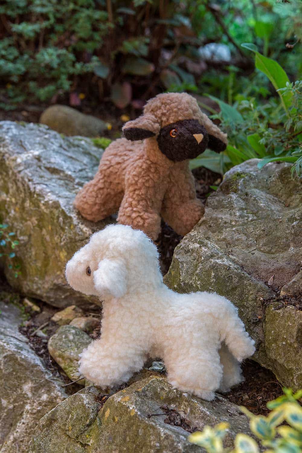 Wolltier stehendes Lamm Wolltier stehendes Lamm in braun und weiß auf Steinen