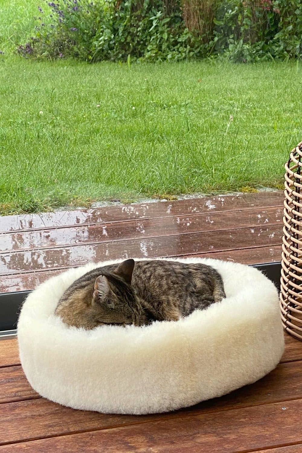 Katze liegt in weißem Körbchen aus pflanzlich gegerbtem Schaffell vom Finkhof vor einem großen Fenster