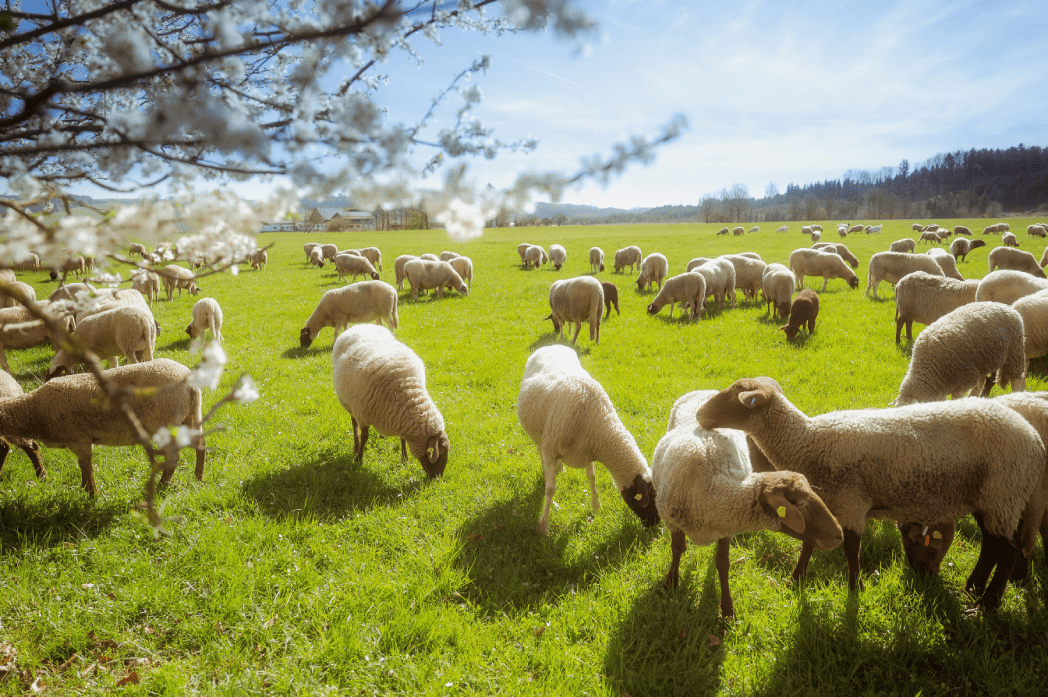 Was bedeutet die Abkürzung „kbT“? Finkhof Schafe auf dem Falkenhof im April 2025