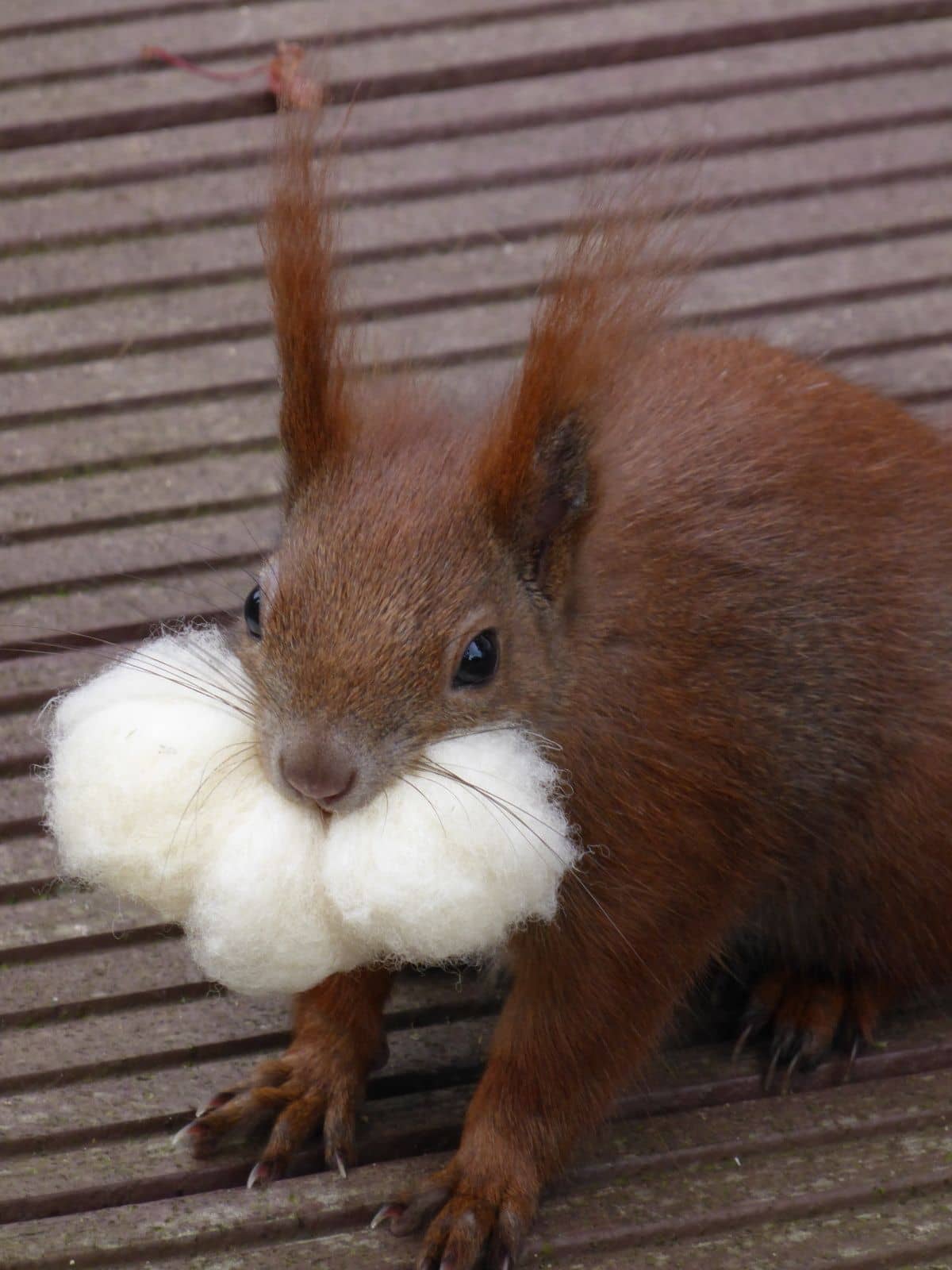 2B-rtigesH-rnchen Eichhörnchen hat weiße Wolle im Mund