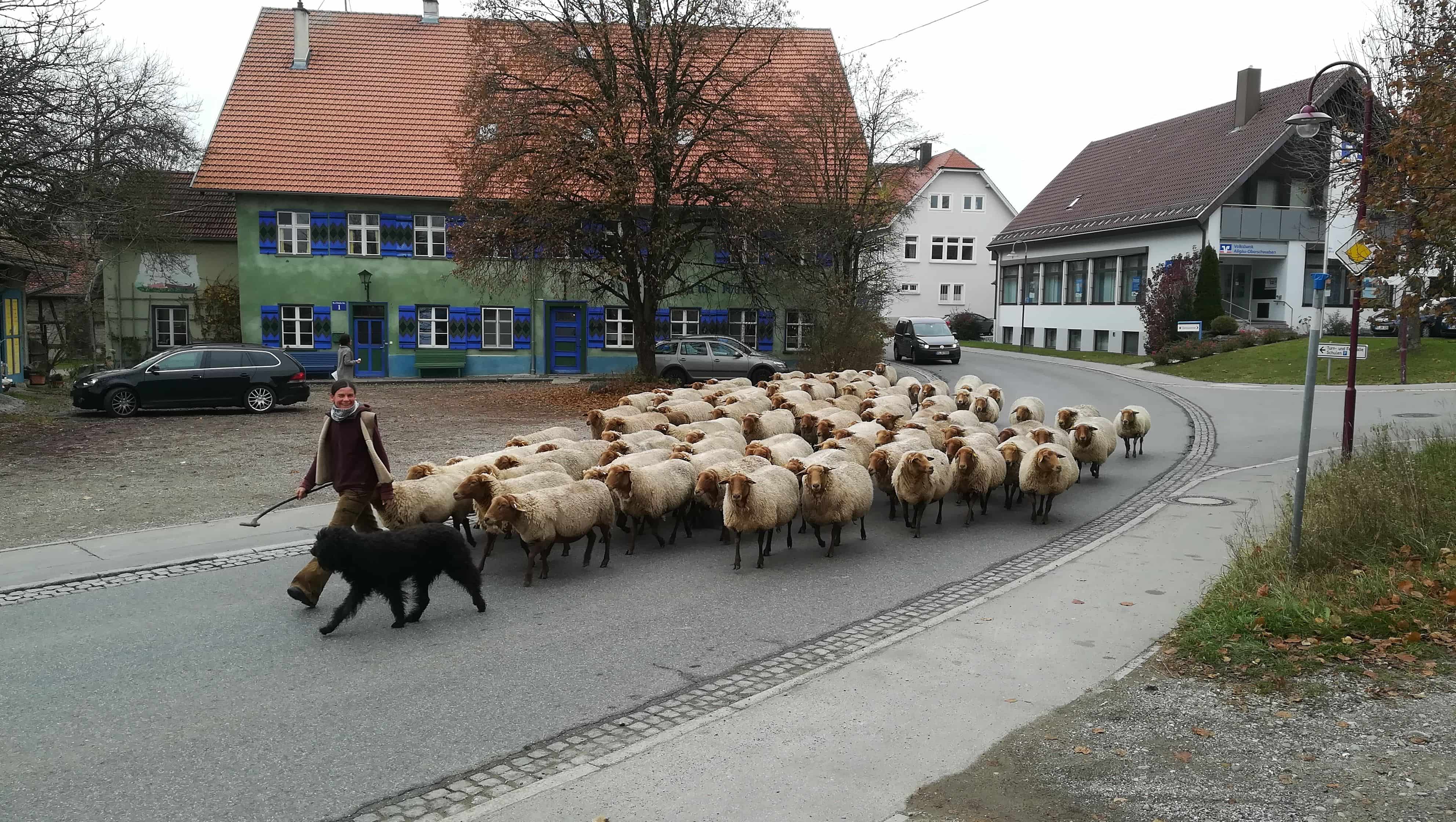 Am 17. April 2026 – Finkhof Betriebsbesichtigung mit der VHS Irina läuft mit einer Herde Fuchsschafe durch Arnach