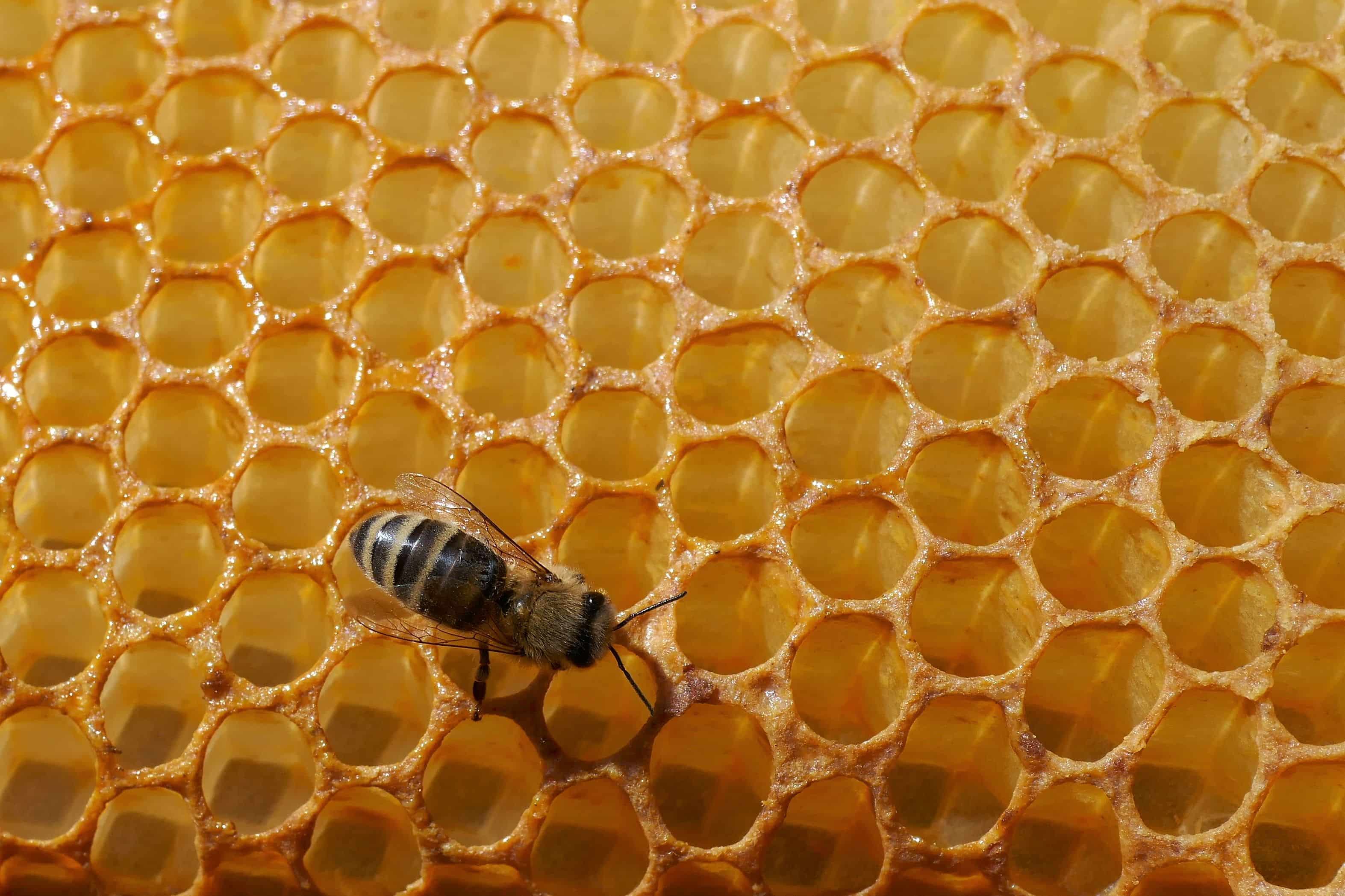 Nahaufnahme von Biene auf Honigwabe