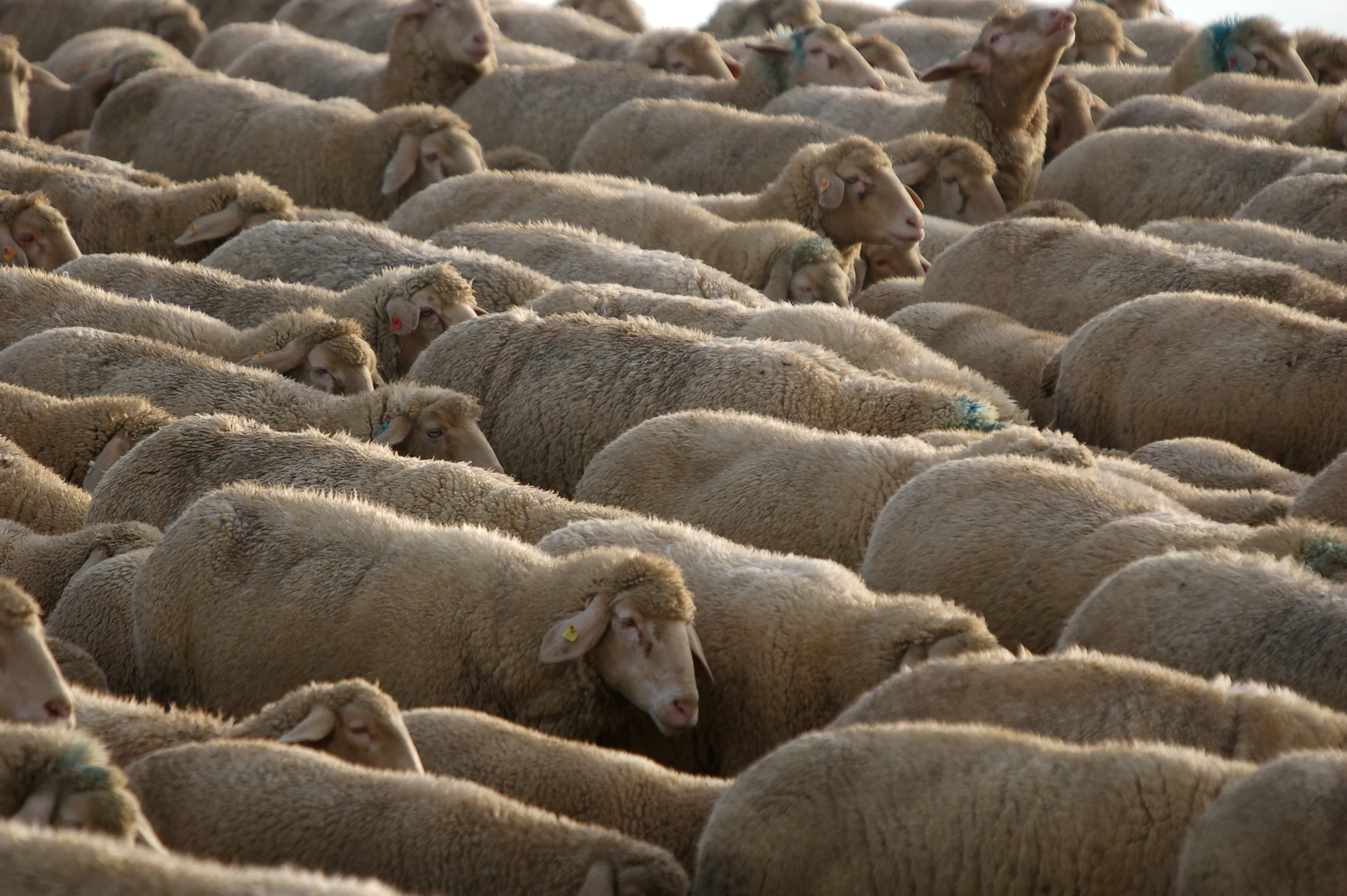 Merinoschafe-alle-in-eine-richtung Merinoschafherde läuft dicht gedrängt in eine Richtung