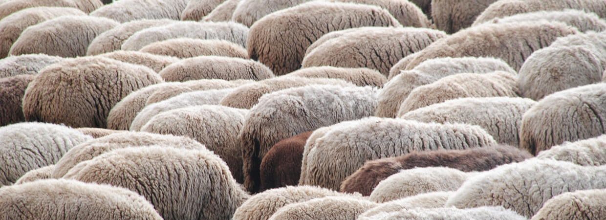 Finkhof Banner für Felle mit Schafherde