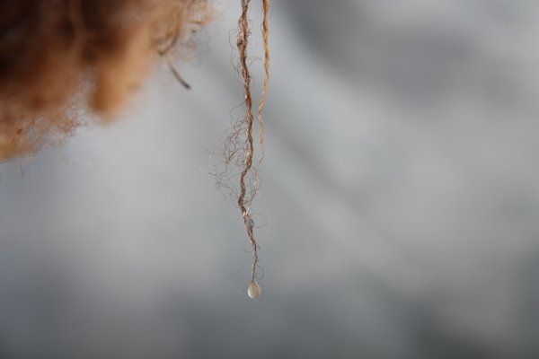 nass-wollfaser-tropfen5cf4d76dc3474 nasser Wollfaden von brauner Wolle auf dem Finkhof