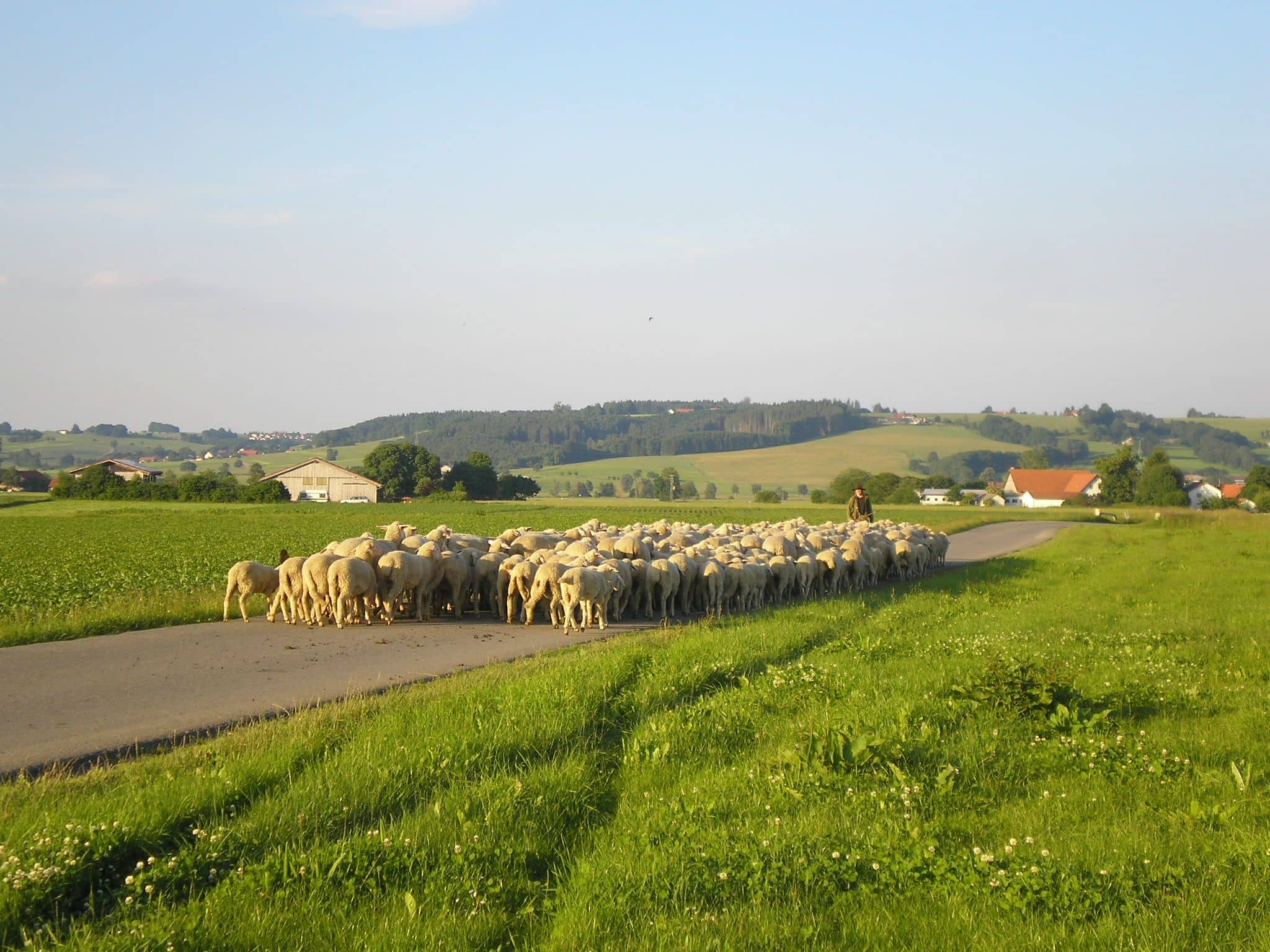 Finkhof Schafe auf Straße