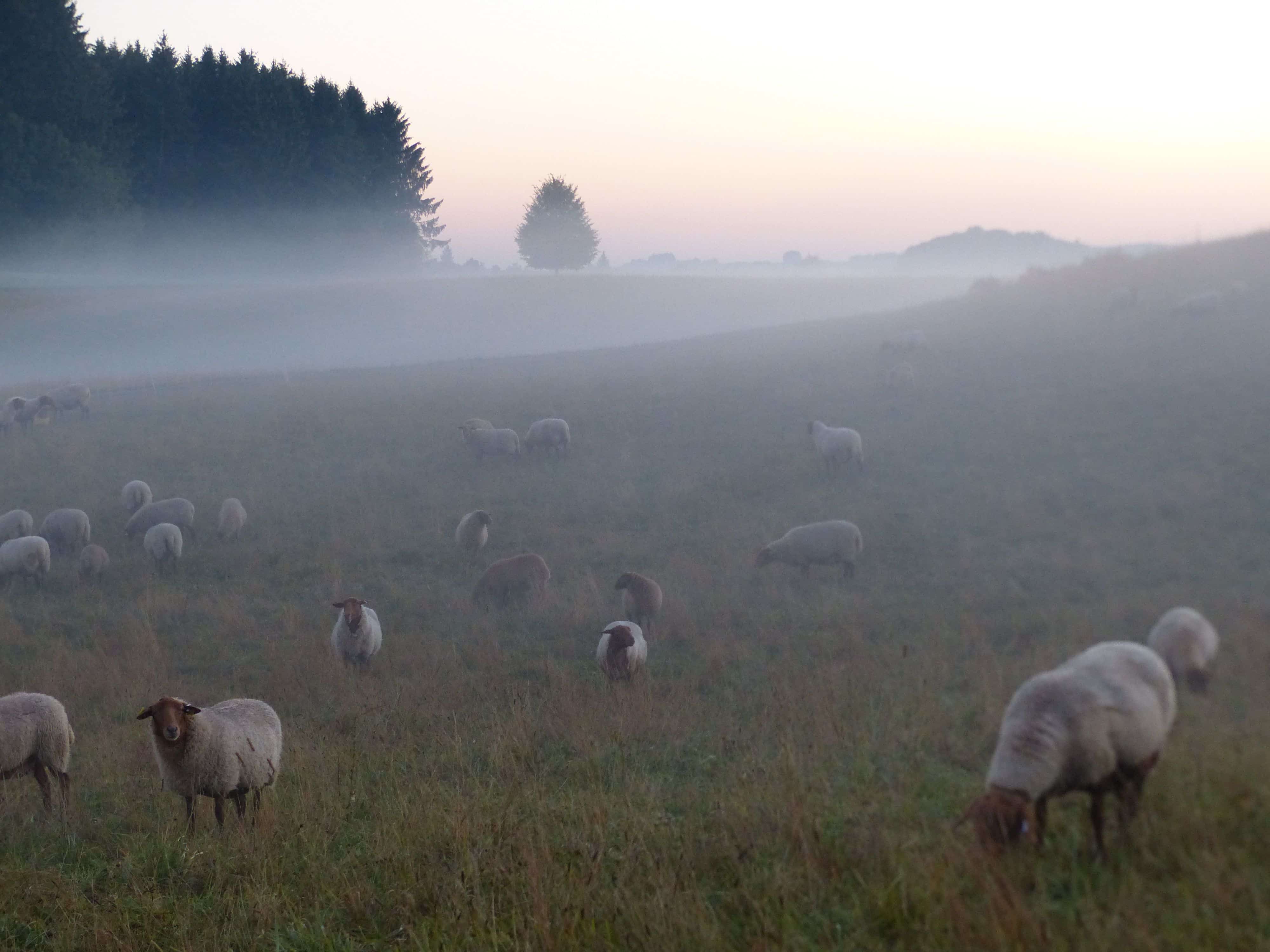 Finkhof Schafherde auf Weide mit leichtem Nebel