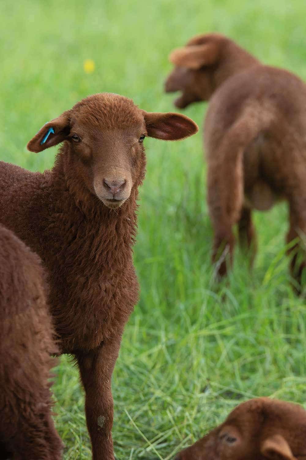 schaeferei-fuchslaemmer-3383-web braune Lämmer des Coburger Fuchsschafs vom Finkhof