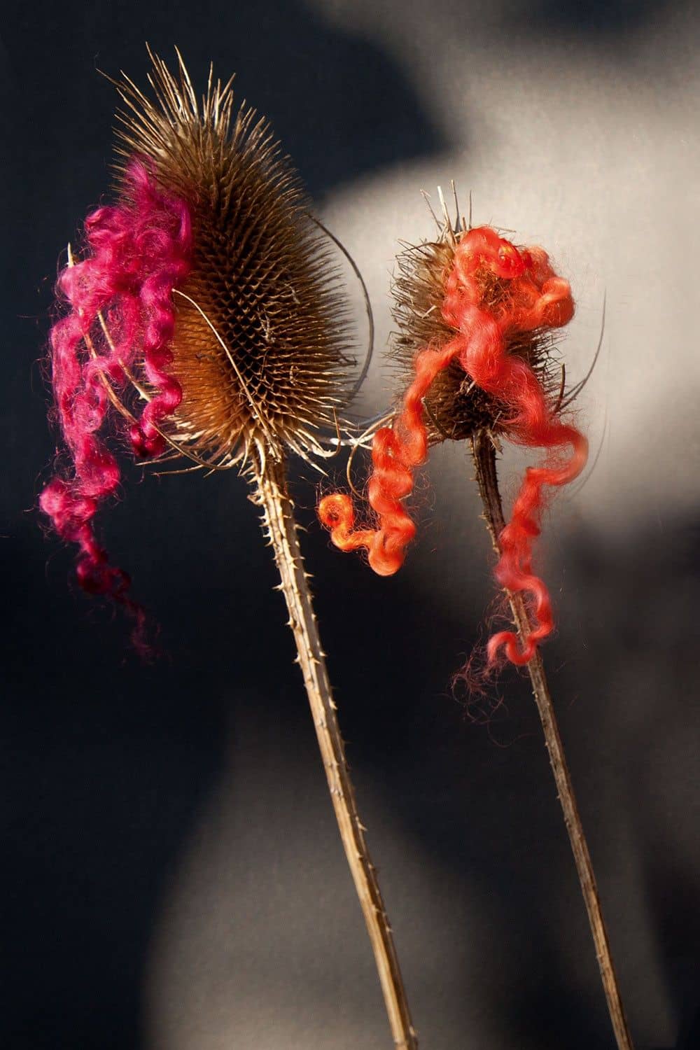 pinke und orange Wollocken haben sich in getrockneten Blüten verfangen
