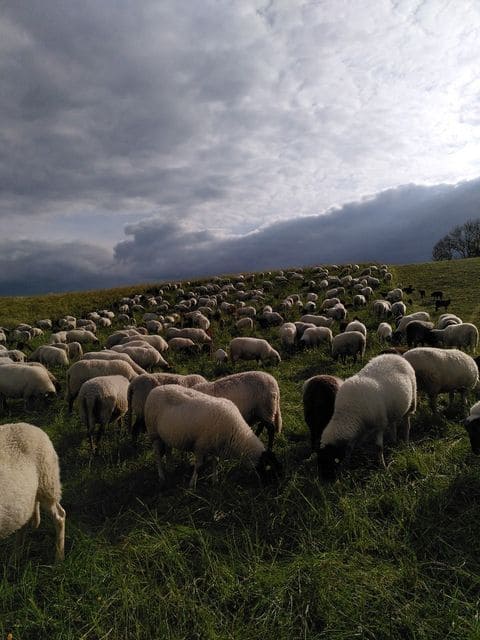 grasende Schafherde mit dunklen Wolken im Hintergrund