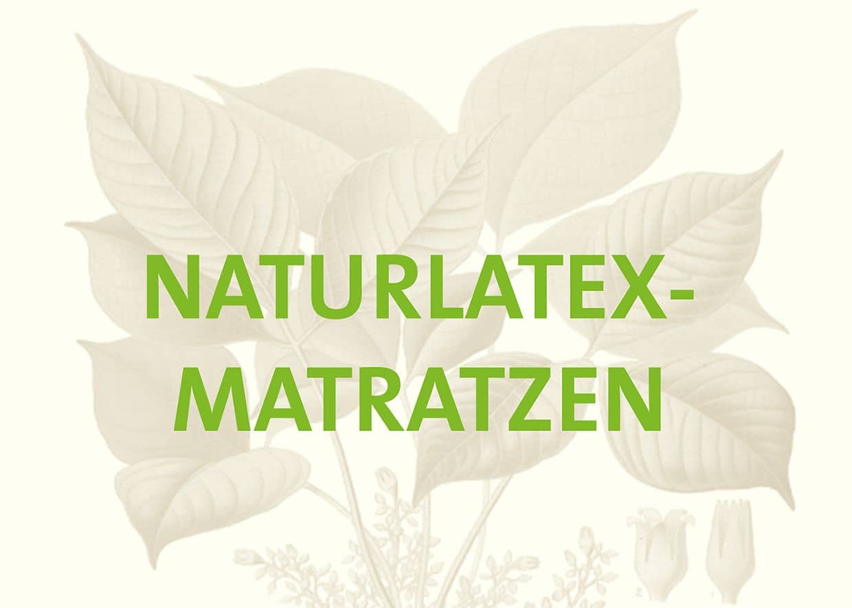 qul-broschuerentitel_23_qul_pm_winter_rgb_03(© qul-ev.de) Naturlatexmatratzen Broschürentitel mit Pflanze im Hintergrund