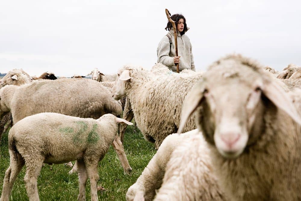 Frau mit Stock steht in Schafherde